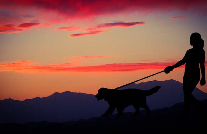 Abendspaziergang mit Hund im Sonnenuntergang